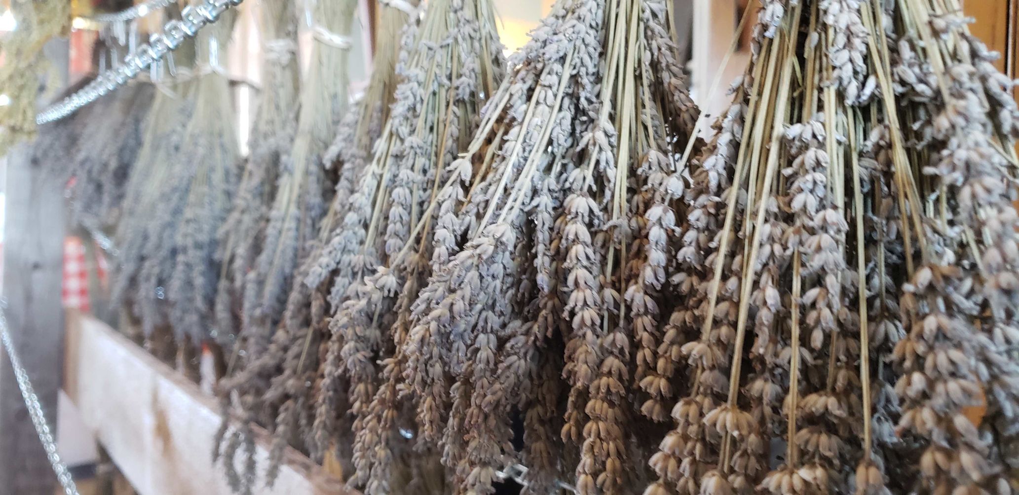 lavender farm